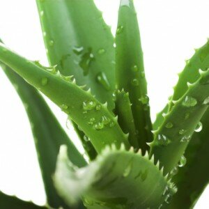 HAIR♥ Daily Aloe Leave-in Hair Moisturizer